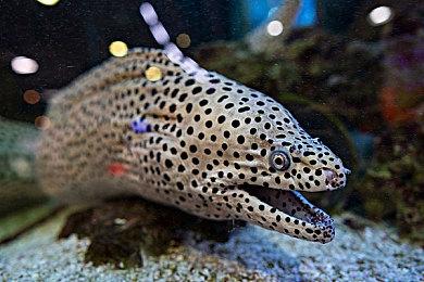 《波斯王子：失落的王冠》勇士之路免费更新上线