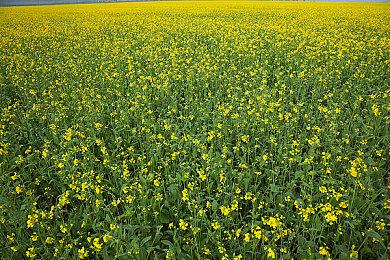 顽皮狗致歉 保证让《最后的生还者》PC版达到应有水平